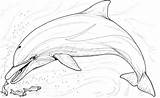 Dolphin Whale Dolphins sketch template