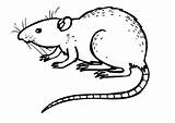 Rat Coloring Pages Drawing Animals Outline Color Print Kids Colouring Rats Printable Clipart Dangerous Scary Sheet Drawings Animal Mice Easy sketch template