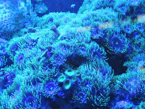 images water underwater blue coral reef invertebrate