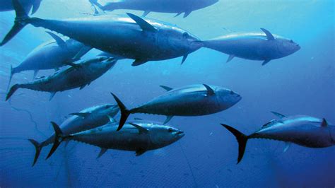 understanding bluefin tuna gulf  maine research institute