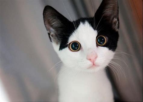 adorable  cutest cat  collection vote   cutest cat