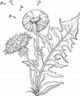 Dandelion Leaves Dandelions Contours sketch template