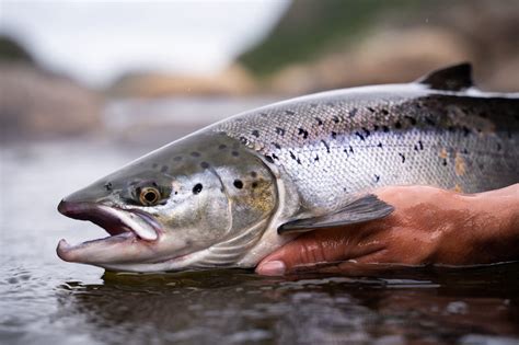 overheating rivers threatening newfoundlands wild atlantic salmon moldy chum