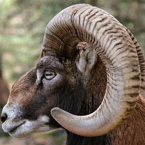 pictures    mouflon big horned animals animals