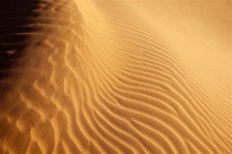 desert pattern google search nautilus sands seashells deserts
