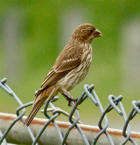 house finch female  sharon friends  conservation