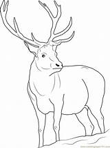 Reindeer Getcolorings Antlers Coloringpages101 Antler Rudolph sketch template