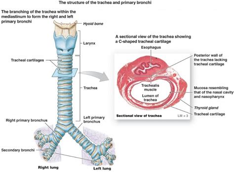 trachea  windpipe medika life understanding human anatomy
