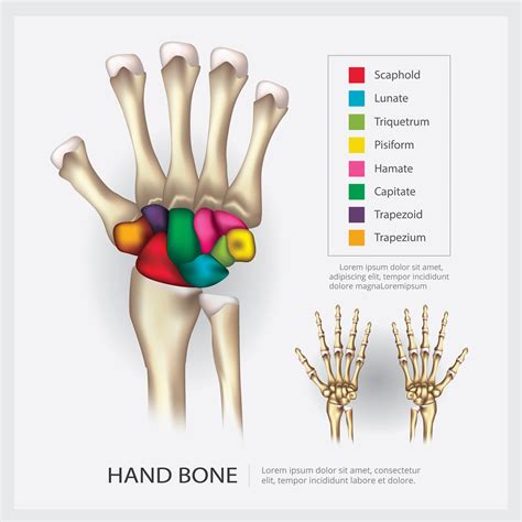 menschliche anatomie handknochen vektor illustration  vektor