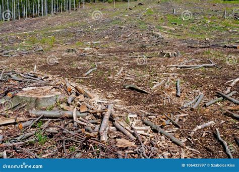 clearcutting clearfelling  clearcut logging  beech forest stock
