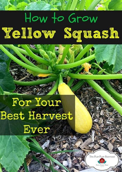 grow yellow squash yellow squash  easy  grow