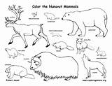 Mammals Yukon Nunavut Canadian Territory Northwest Territories Coloring Color Canada Biomes Exploringnature sketch template