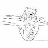 Raccoon Hug Coloringpages101 sketch template