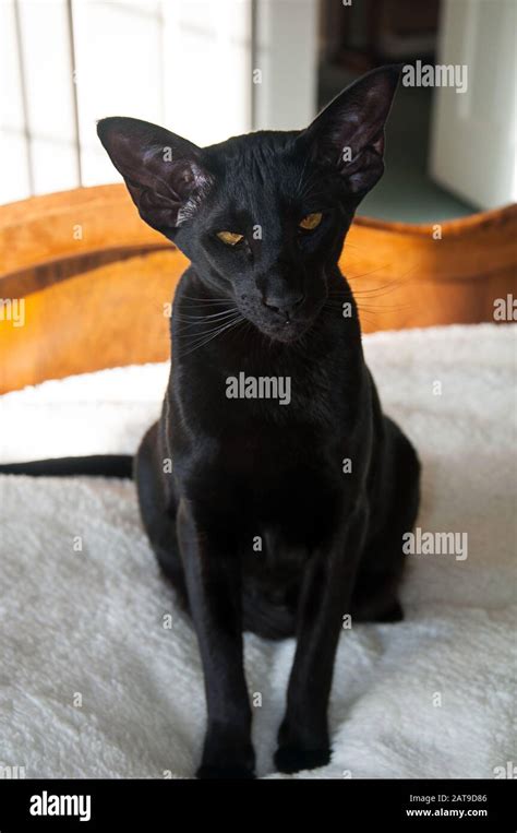 black oriental shorthair cat portrait  rare cat breed  sitting