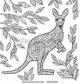 Kangaroo Coloring Adult Wallaby Pages Vector Shutterstock Illustration Animal Colouring Animals Designlooter Australian Kangaroos Find Preview Rock Visit Sketch 94kb sketch template