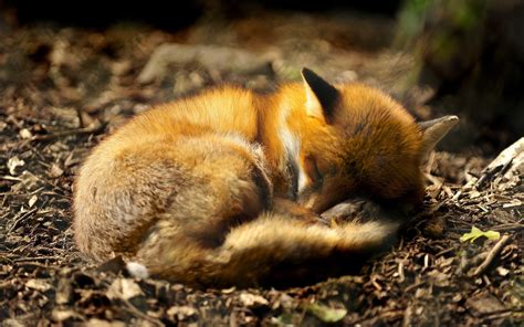 animals fox forest closeup depth  field sleeping wallpapers hd
