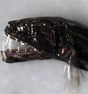 Afbeeldingsresultaten voor "evermannella Indica". Grootte: 175 x 185. Bron: www.fishbiosystem.ru