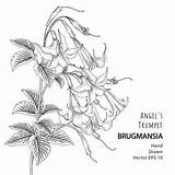 Trumpet Brugmansia Wilairat sketch template
