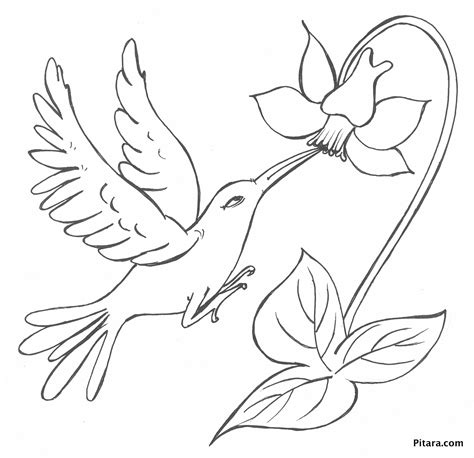 bird  flower coloring page pitara kids network