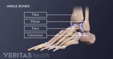ankle joint anatomy  osteoarthritis arthritis health