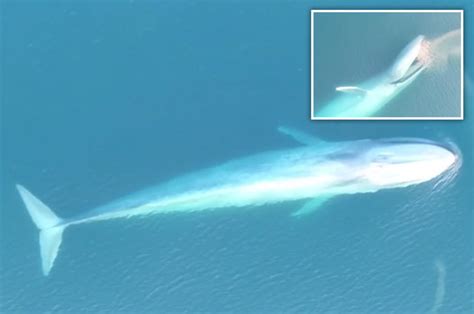 rare blue whale feeding frenzy captured in stunning drone footage