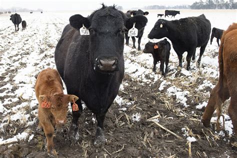 annual ritual  calving season  nebraska agriculture journalstarcom