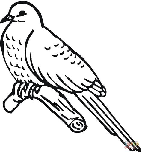 cuckoo bird coloring page  printable coloring pages