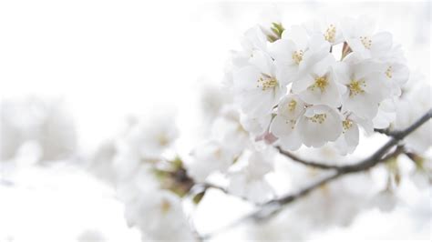 spring white flowers wallpaper high definition high quality widescreen