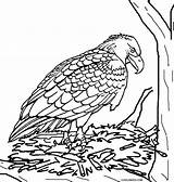 Eagle Coloring Pages Falcon Peregrine Printable Baby Kids Cool2bkids Print Little Eagles Getcolorings Color sketch template