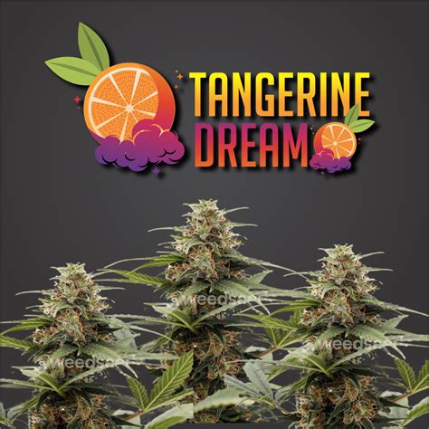 tangerine dream autoflowering marijuana seeds aussie canna seeds