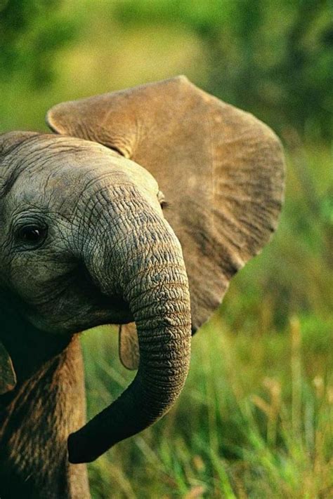 cute elephant pictures     pinterest