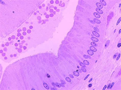 histology gallery gallery image simple