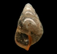 Afbeeldingsresultaten voor "limacina Bulimoides". Grootte: 193 x 185. Bron: seaslugsofhawaii.com