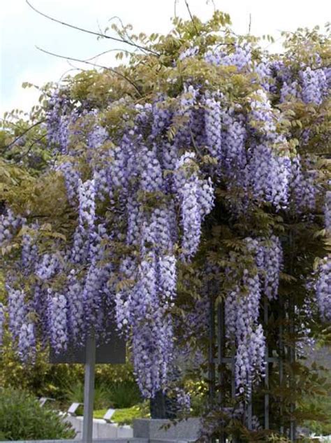 wisteria sinensis prolific chinesischer blauregen