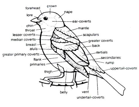bird diagram  rock pile garden center