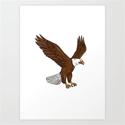 bald eagle flying drawing art print  patrimonio society