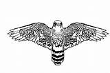 Falcon Wings Spread Template sketch template