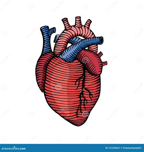 human heart drawing colored images   finder