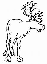 Caribou Coloring Coloriage Drawings Pages Color Clipart Animals Drawing Animal Designlooter Clipartmag sketch template