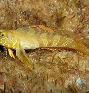 Image result for "aidablennius Sphynx". Size: 176 x 185. Source: pecesmediterraneo.com
