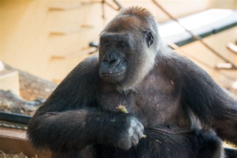 adult female gorilla joins houston zoo family  houston zoo
