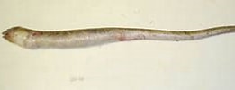 Afbeeldingsresultaten voor Echelus myrus Anatomie. Grootte: 261 x 83. Bron: www.marinespecies.org