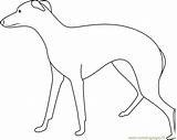 Greyhound Coloring Dog Large Pages Coloringpages101 Online Dogs sketch template