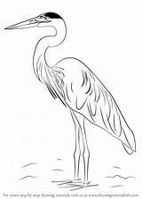 Heron Blue Draw Great Drawing Birds Step Bird Coloring Drawings Clip Learn Drawingtutorials101 Pencil Silhouette Tutorials Line Easy Crane Clipart sketch template