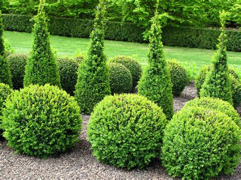 types  boxwood shrubs  landscaping