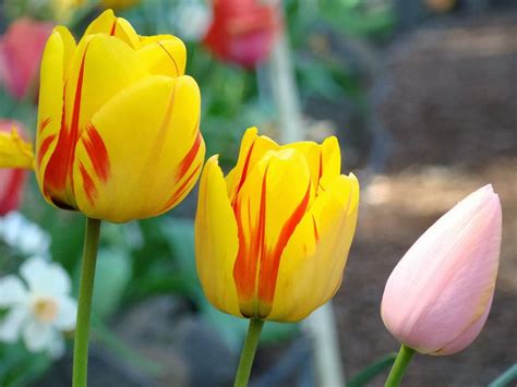 Flower Homes Tulip Flowers