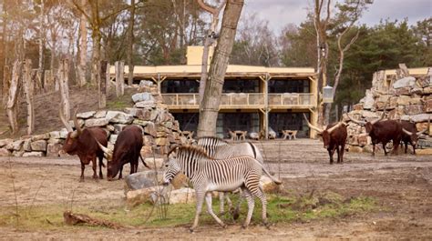 safari hotel beekse bergen  hilvarenbeek  open uitzicht op de savanne