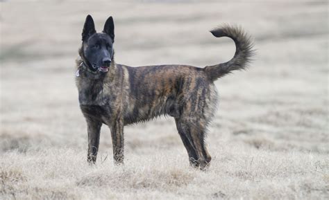 dutch shepherd dog breed characteristics care