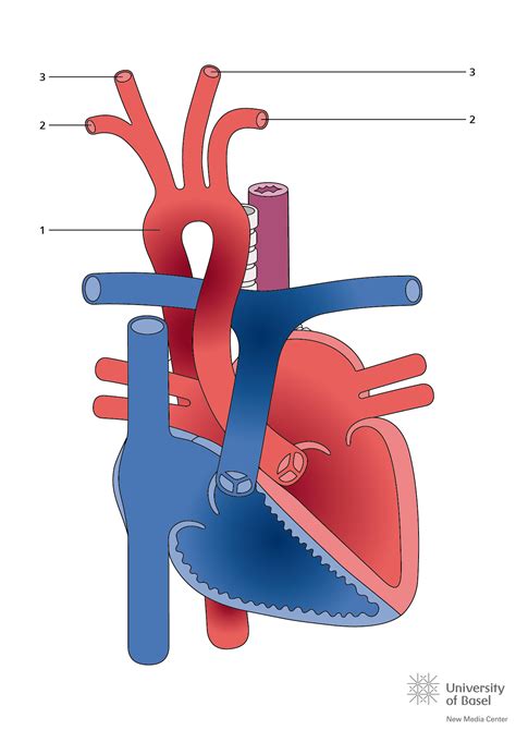 aortic arch tiny tickers