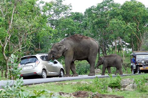 elephant devours woman s handbag after couple stopped to take a selfie daily mail online